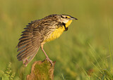 Image. Eastern Meadowlark