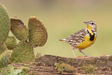 Image. Eastern Meadowlark