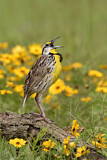 Image. Eastern Meadowlark