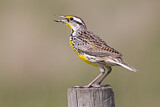 Image. Eastern Meadowlark