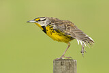 Image. Eastern Meadowlark
