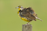 Image. Eastern Meadowlark
