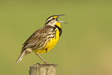 Image. Eastern Meadowlark