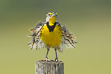 Image. Eastern Meadowlark