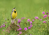 Image. Eastern Meadowlark