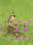 Image. Eastern Meadowlark