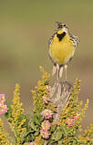 Image. Eastern Meadowlark