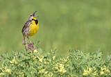 Image. Eastern Meadowlark