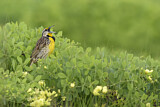 Image. Eastern Meadowlark