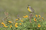 Image. Eastern Meadowlark