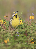 Image. Eastern Meadowlark