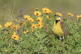 Image. Eastern Meadowlark