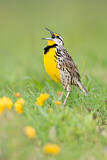 Image. Eastern Meadowlark