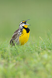Image. Eastern Meadowlark