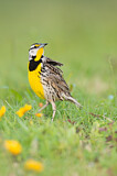 Image. Eastern Meadowlark