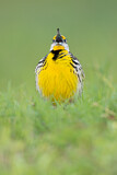 Image. Eastern Meadowlark