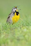 Image. Eastern Meadowlark