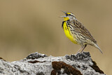 Image. Eastern Meadowlark