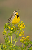 Image. Eastern Meadowlark