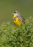 Image. Eastern Meadowlark