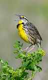 Image. Eastern Meadowlark