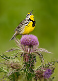 Image. Eastern Meadowlark