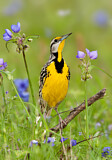 Image. Eastern Meadowlark