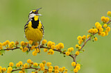 Image. Eastern Meadowlark