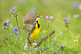 Image. Eastern Meadowlark