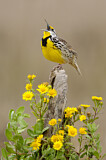 Image. Eastern Meadowlark