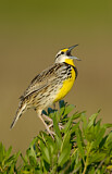 Image. Eastern Meadowlark