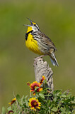 Image. Eastern Meadowlark