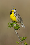 Image. Eastern Meadowlark