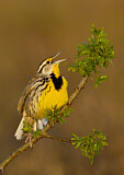 Image. Eastern Meadowlark