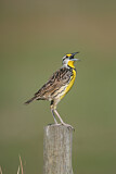 Image. Eastern Meadowlark