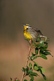 Image. Eastern Meadowlark