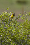 Image. Eastern Meadowlark