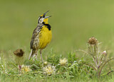 Image. Eastern Meadowlark