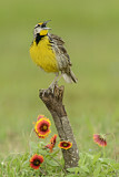 Image. Eastern Meadowlark