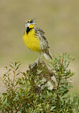 Image. Eastern Meadowlark