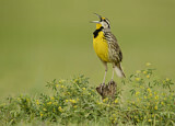 Image. Eastern Meadowlark