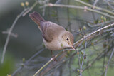 Image. Eastern Olivaceous Warbler