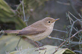 Image. Eastern Olivaceous Warbler