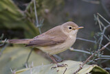 Image. Eastern Olivaceous Warbler