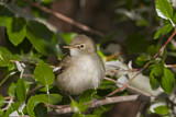Image. Eastern Olivaceous Warbler