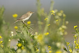 Image. Eastern Olivaceous Warbler
