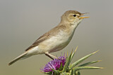 Image. Eastern Olivaceous Warbler