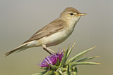 Image. Eastern Olivaceous Warbler