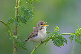 Image. Eastern Olivaceous Warbler