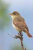 Image. Eastern Olivaceous Warbler